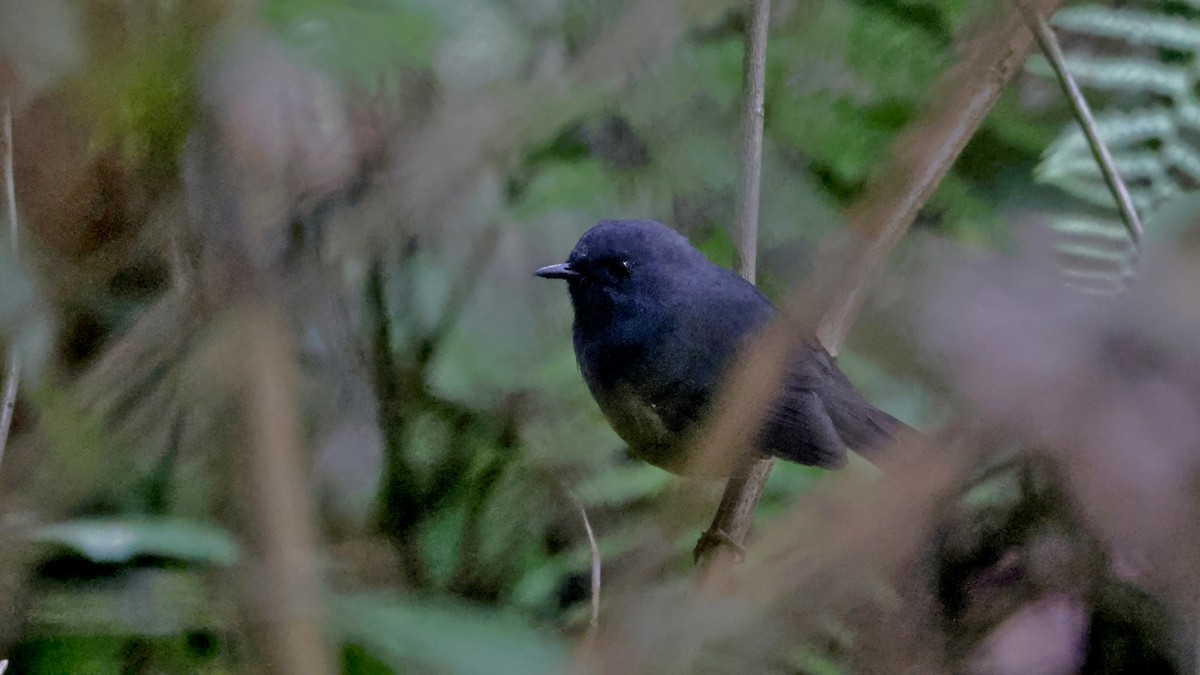 Alicorto Flanquirrufo - ML645380314