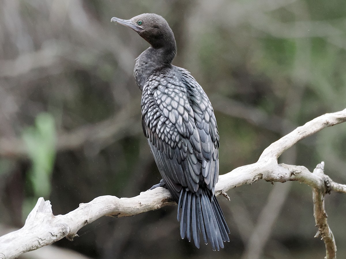 Little Black Cormorant - ML645380330