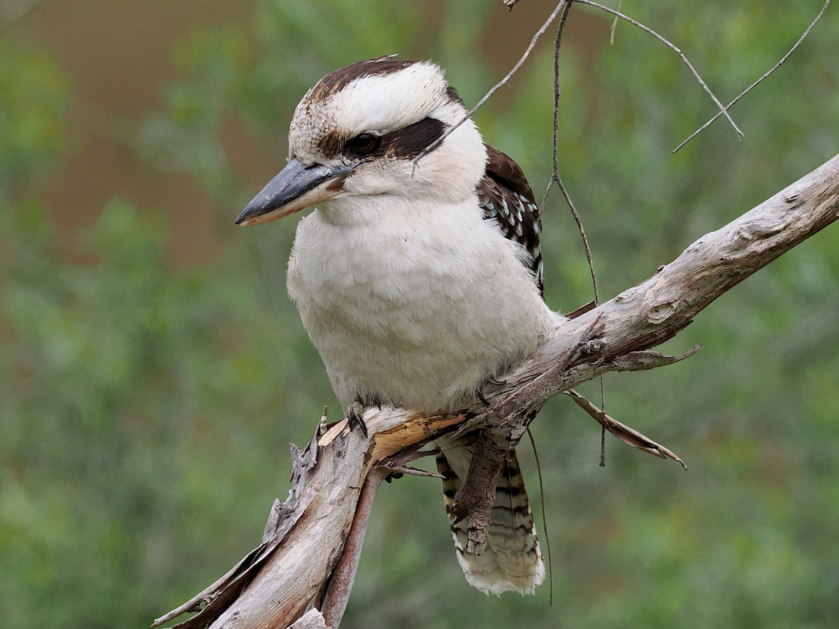 Laughing Kookaburra - ML645380331