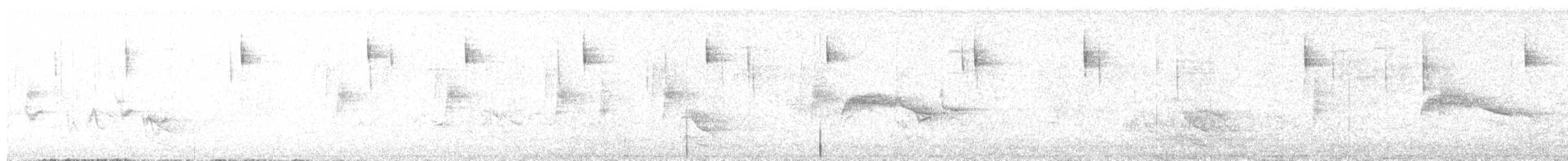 Western Wood-Pewee - ML645380357