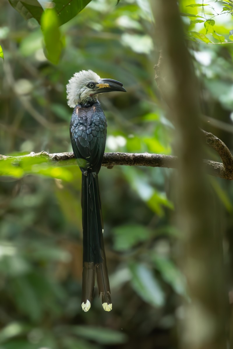 Western Long-tailed Hornbill - ML645380358