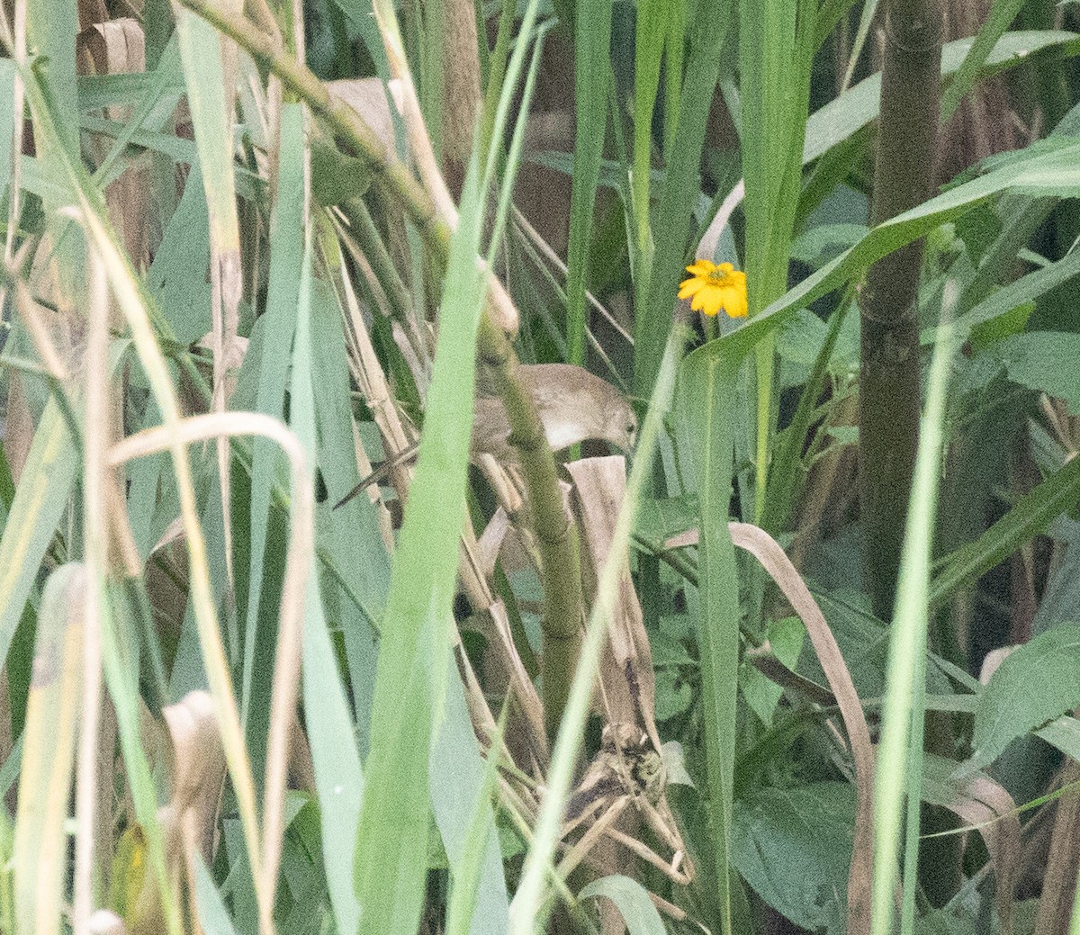 Highland Rush Warbler - ML645380381