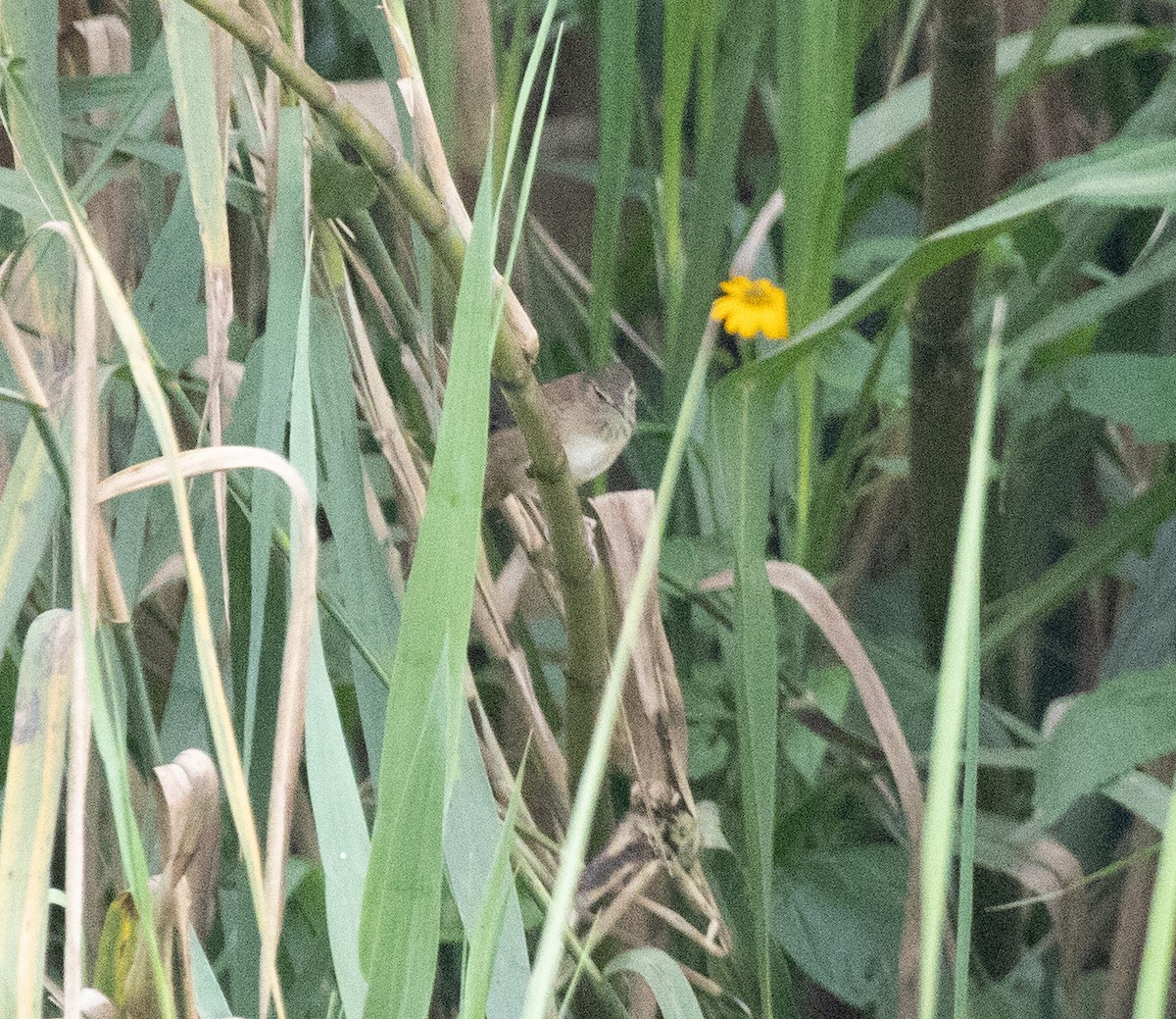 Highland Rush Warbler - ML645380383