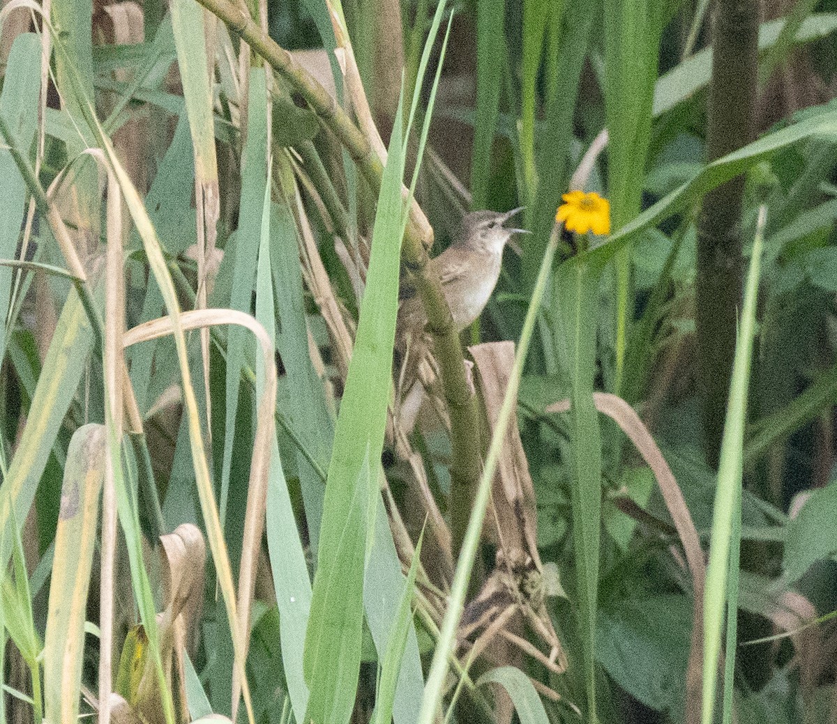 Highland Rush Warbler - ML645380385