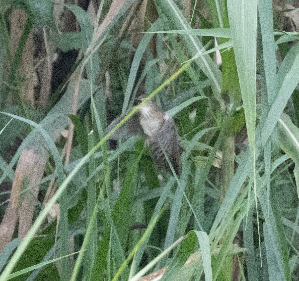 Highland Rush Warbler - ML645380386