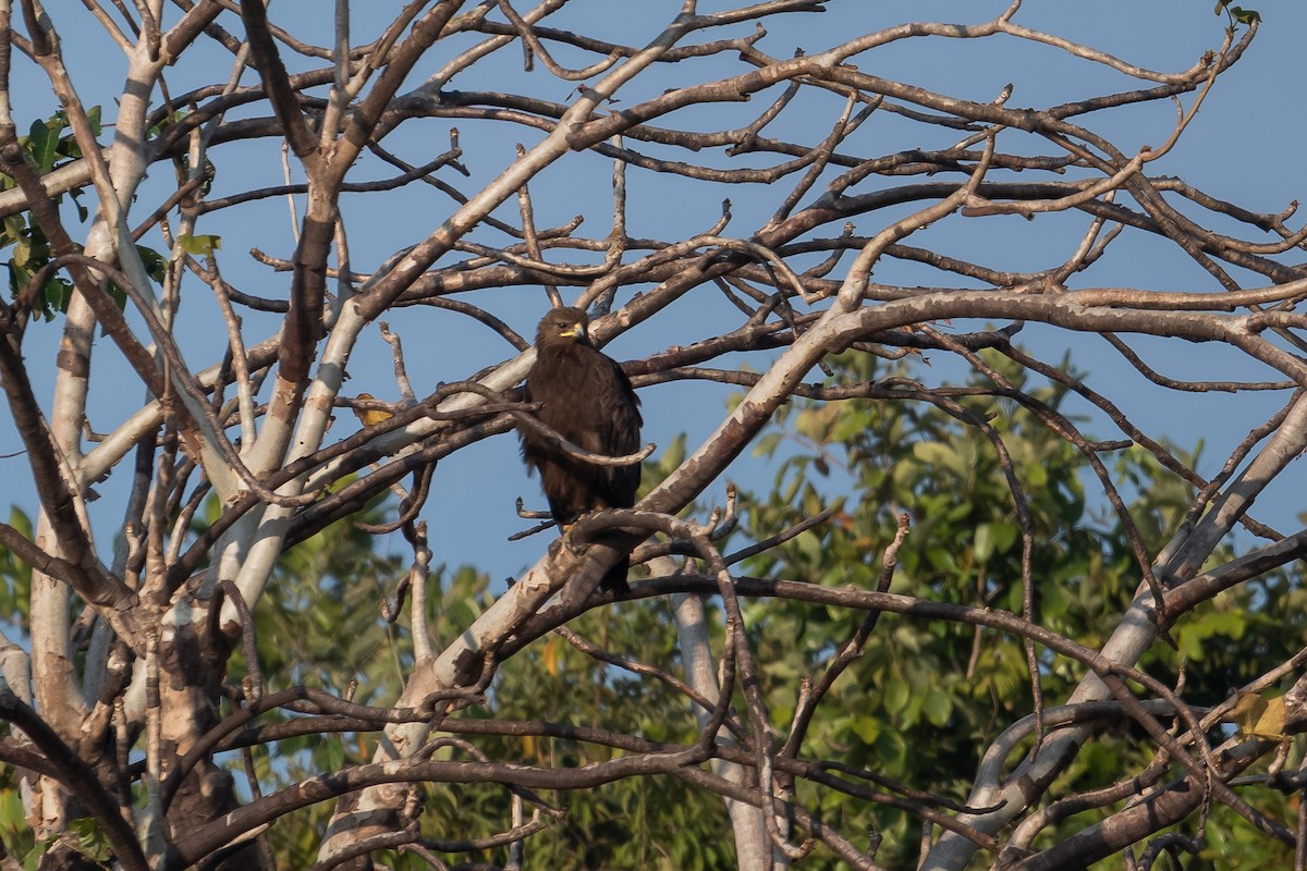 Greater Spotted Eagle - ML645380390