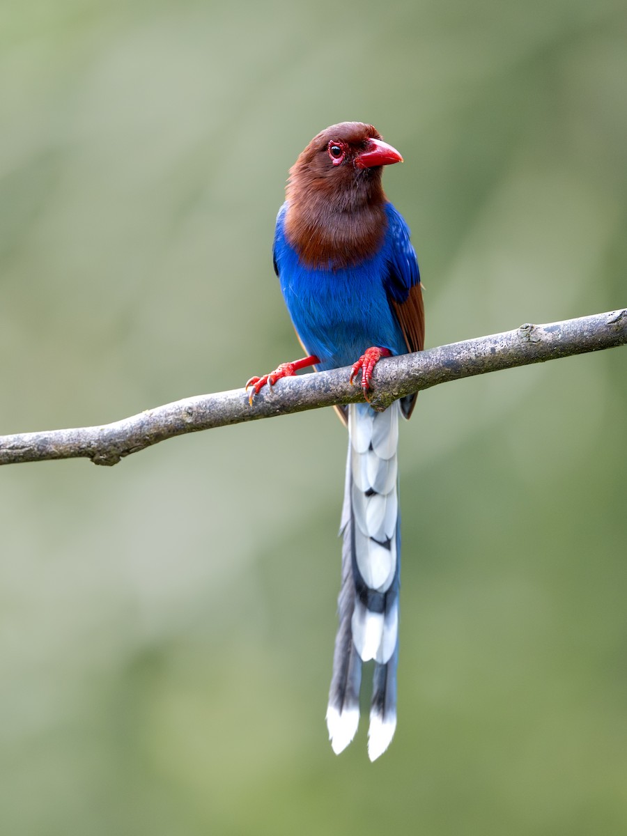 Sri Lanka Blue-Magpie - ML645380392