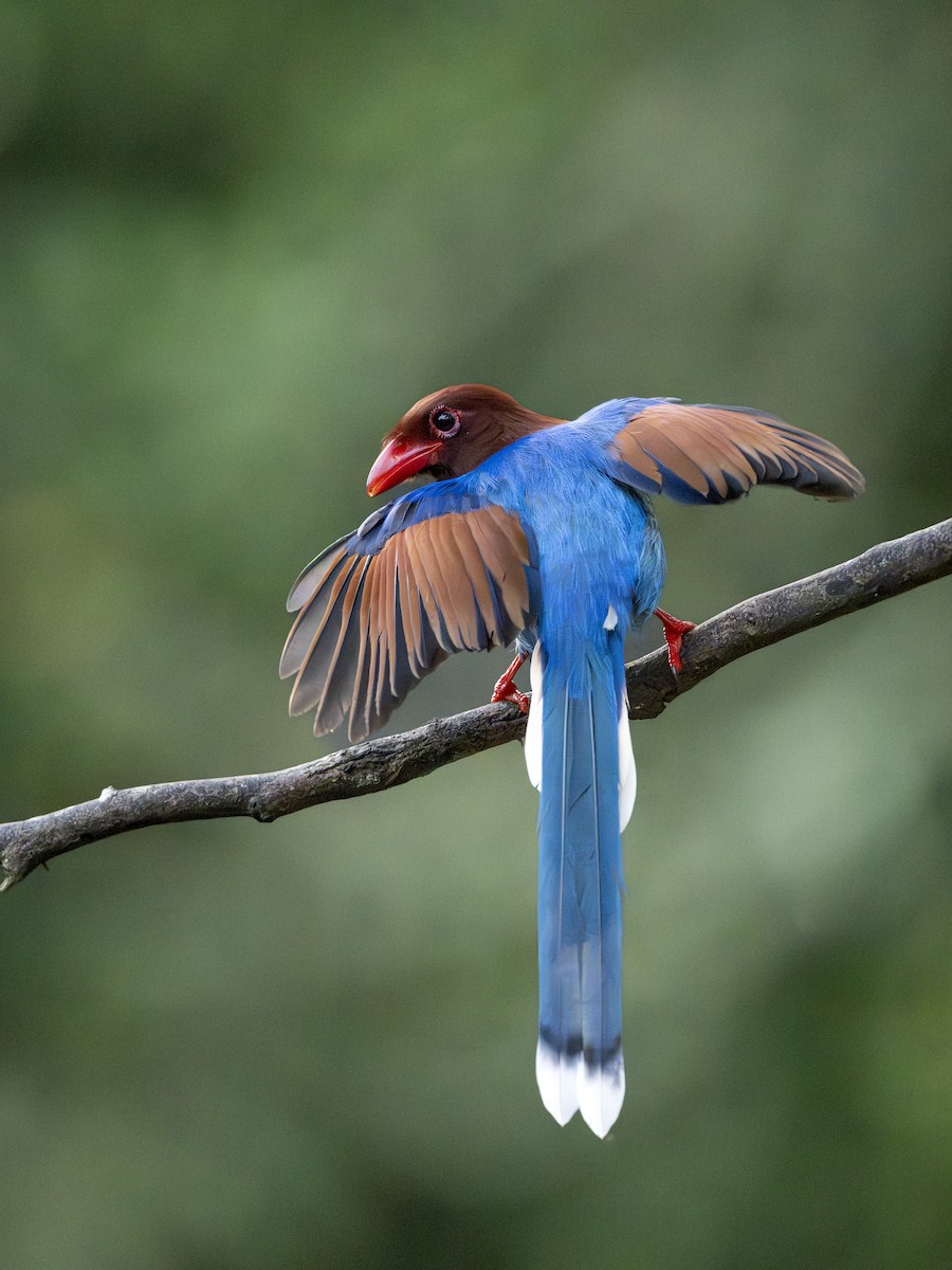 Sri Lanka Blue-Magpie - ML645380393