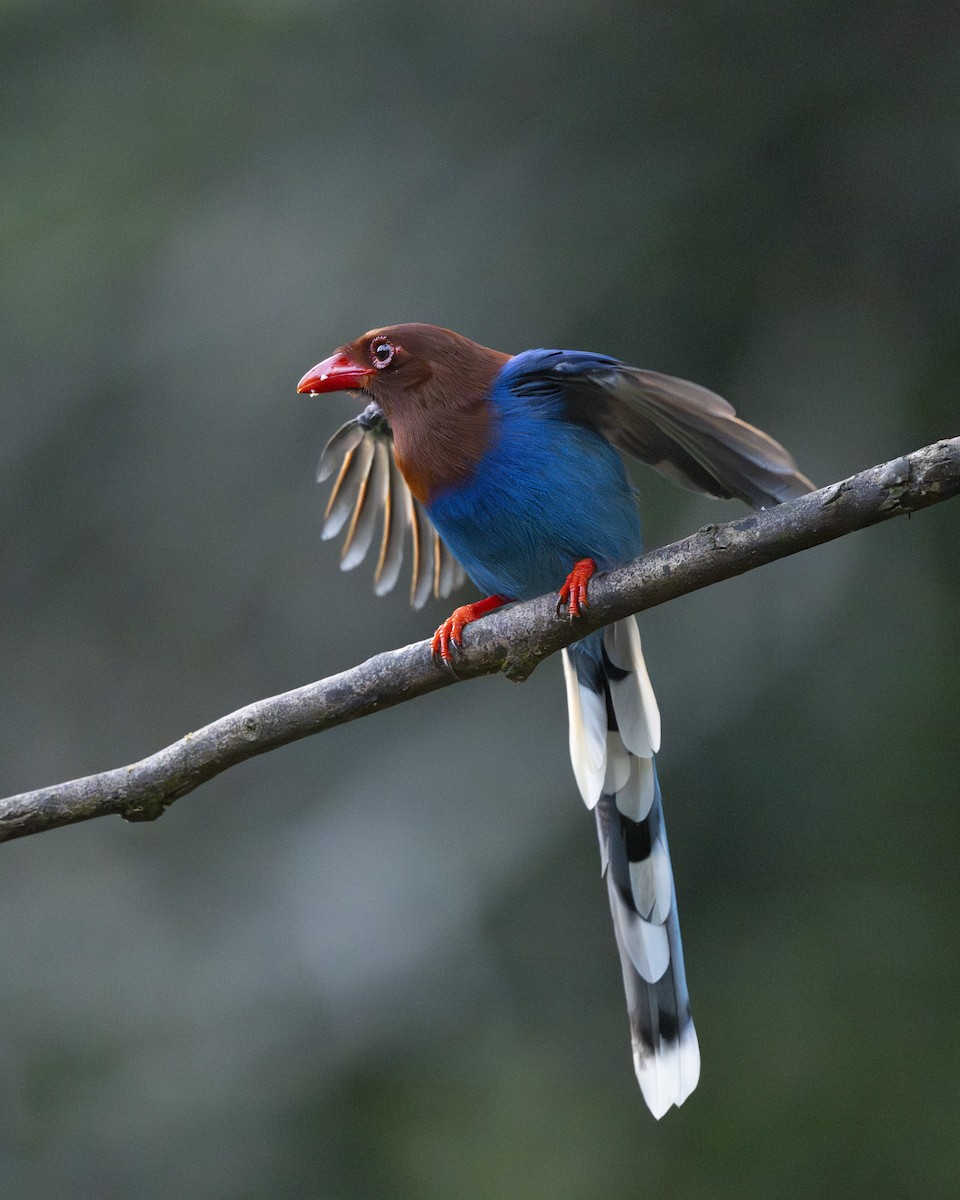Sri Lanka Blue-Magpie - ML645380394