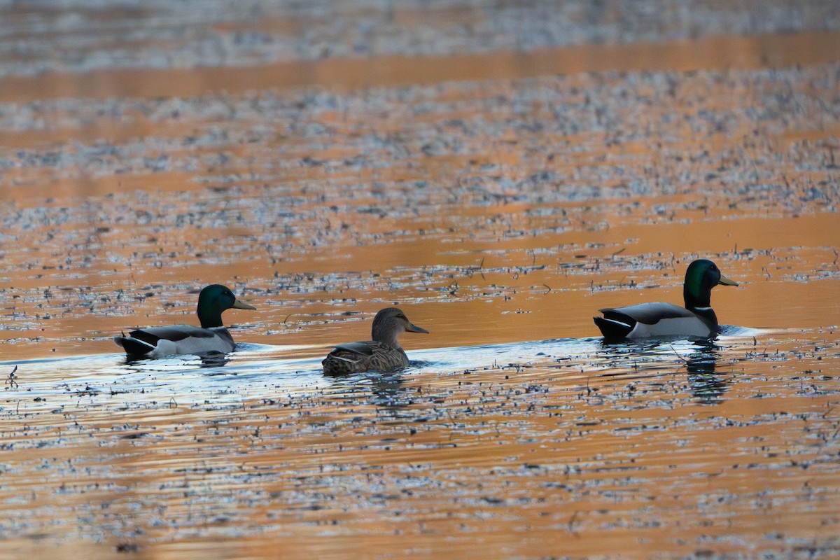 American Black Duck - ML645380408