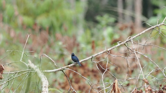 Якарина - ML645380420