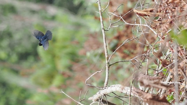 Якарина - ML645380421