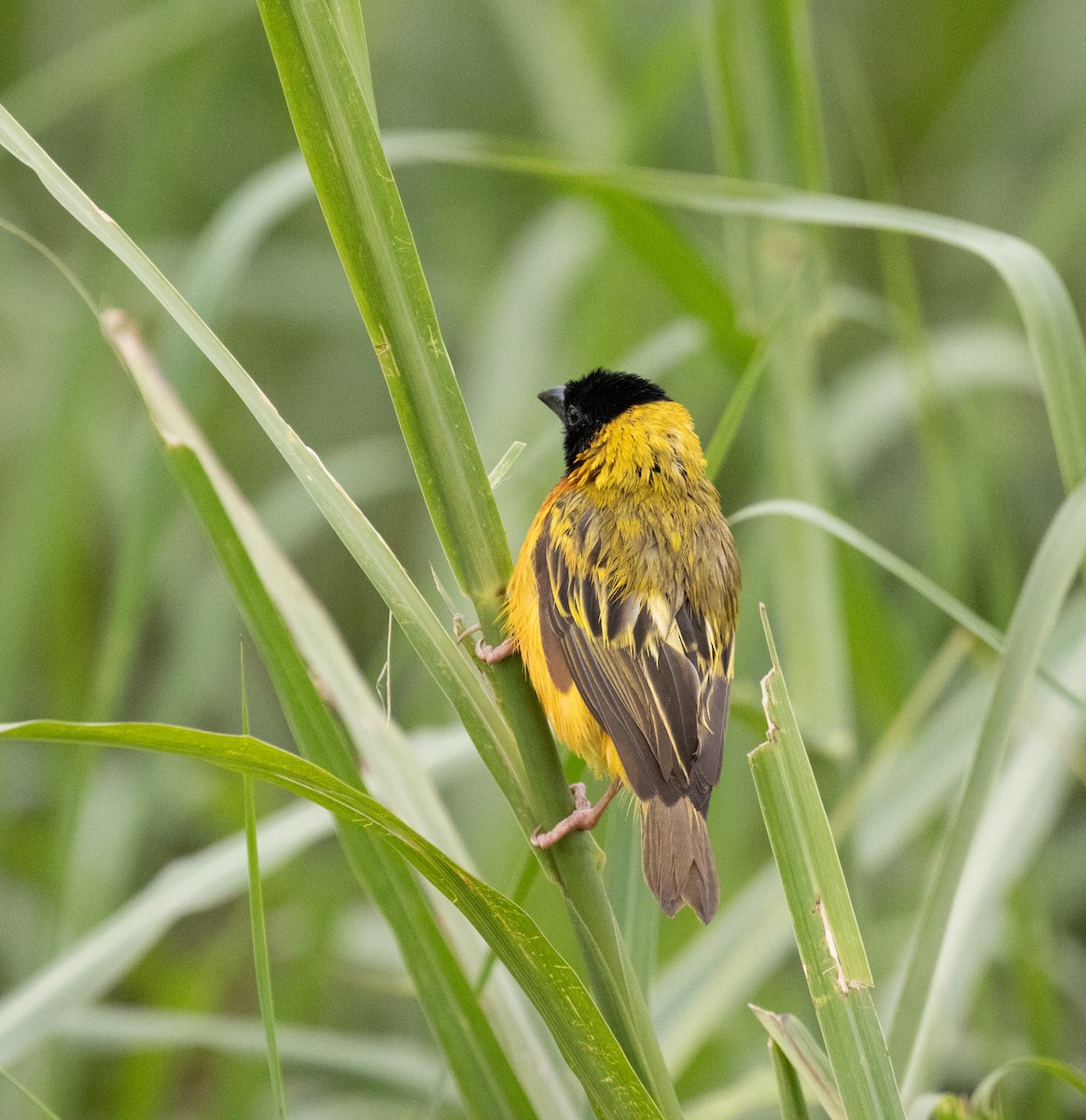 Black-headed Weaver - ML645380426