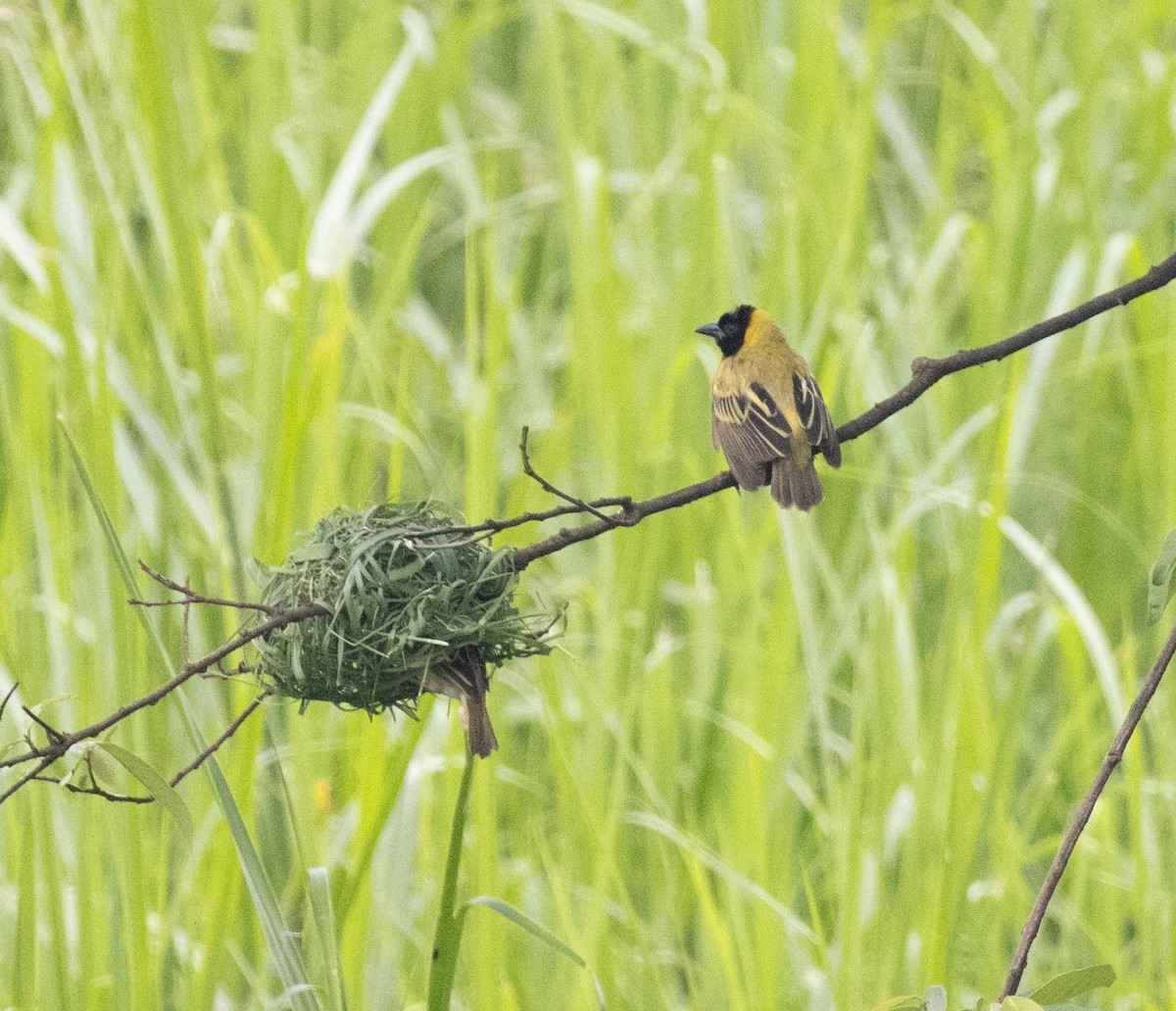 Black-headed Weaver - ML645380436