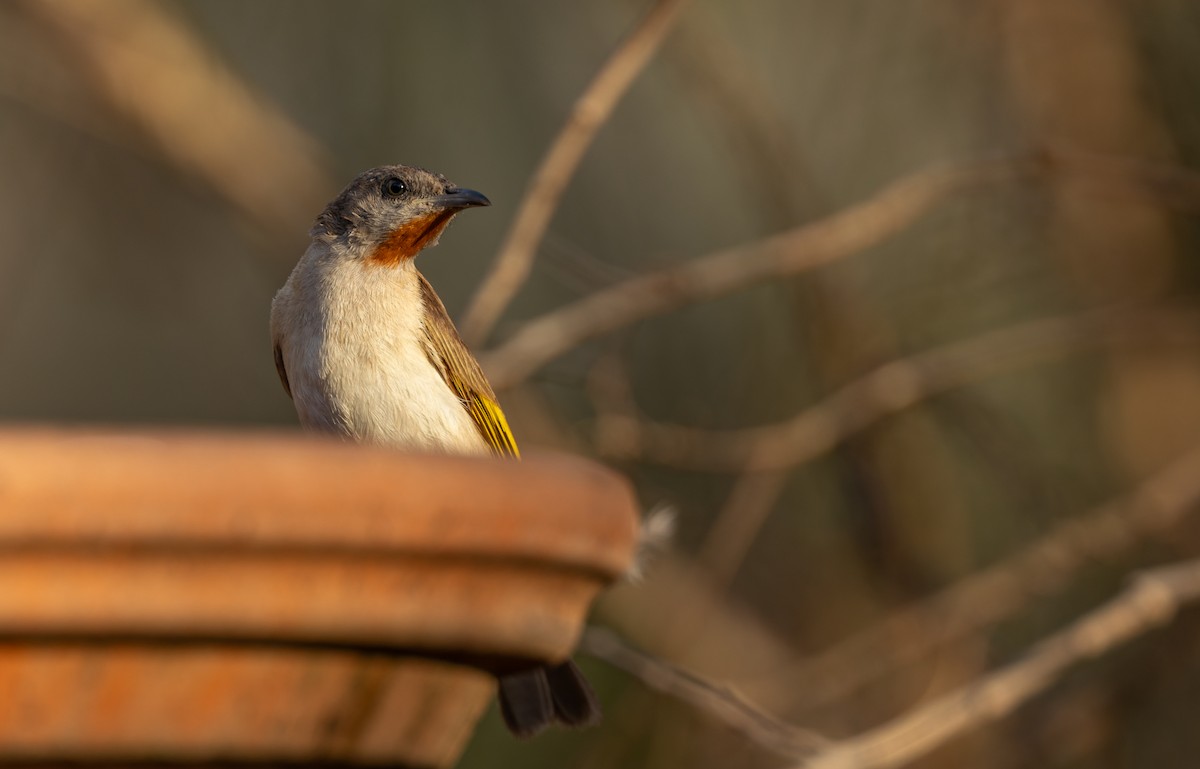 Rufous-throated Honeyeater - ML645380443