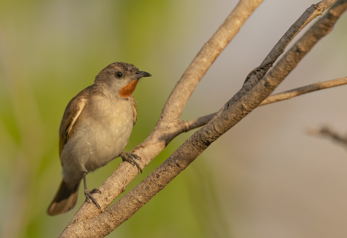 Rufous-throated Honeyeater - ML645380444