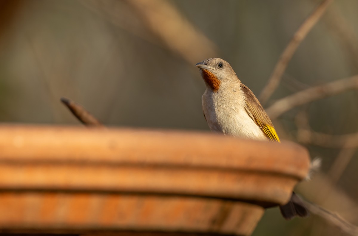 Rufous-throated Honeyeater - ML645380445