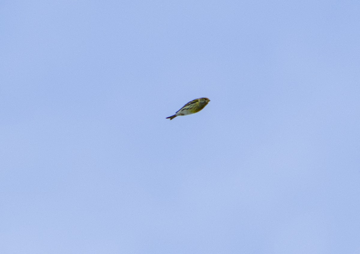 European Serin - ML645380467