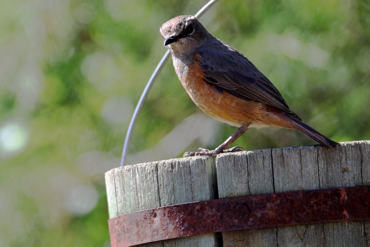 Little Rock-Thrush - ML645380468
