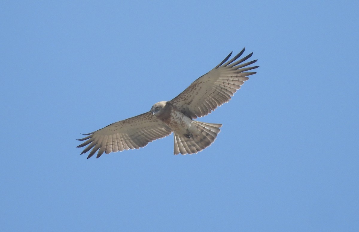 orlík krátkoprstý - ML645380472