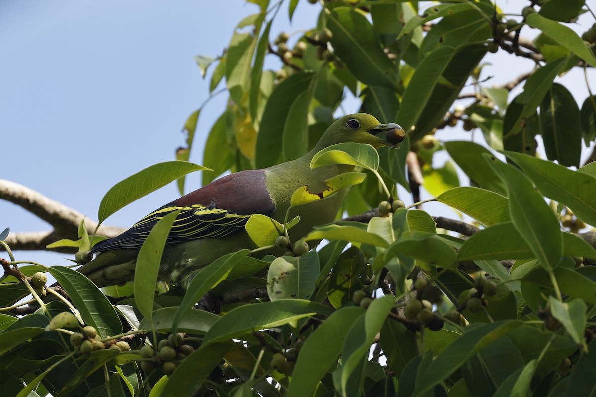 Sri Lanka Green-Pigeon - ML645380473