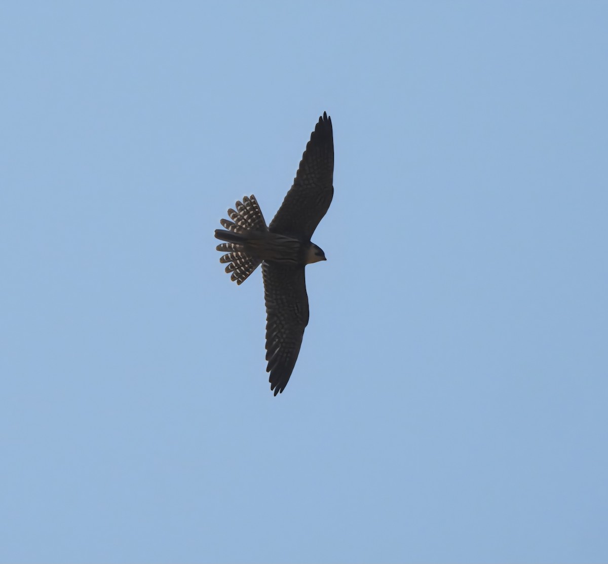 Eurasian Hobby - ML645380474