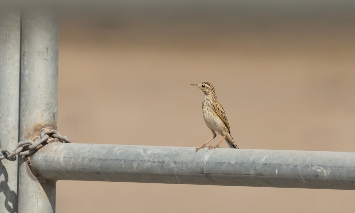 Australian Pipit - ML645380475