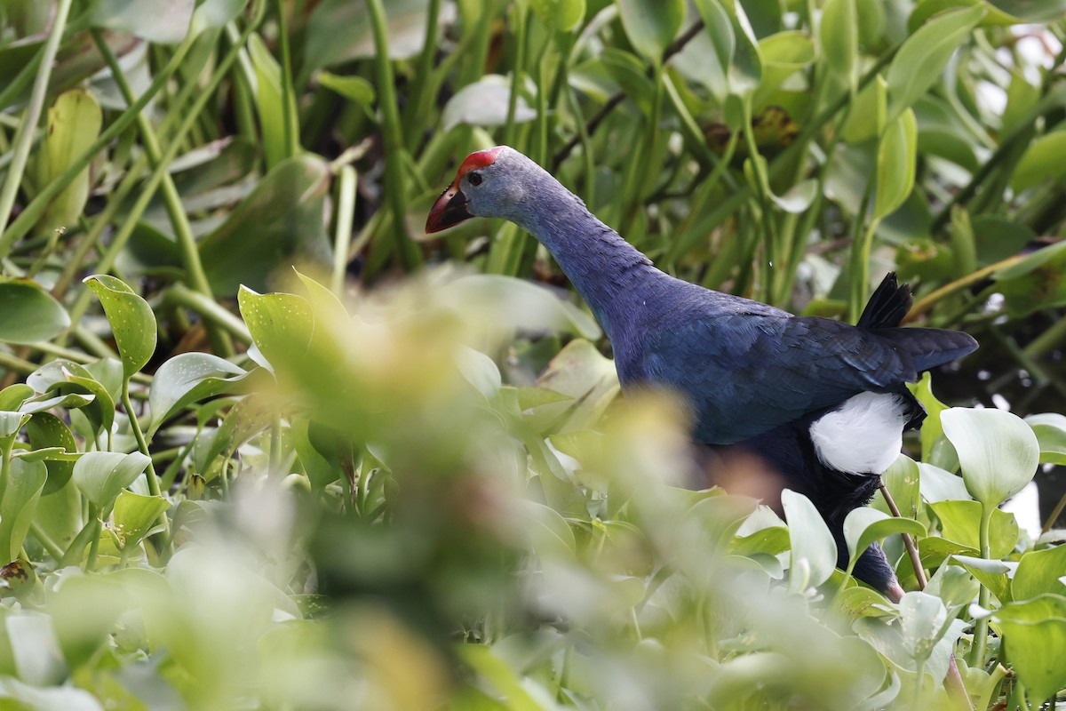 Gray-headed Swamphen - ML645380478