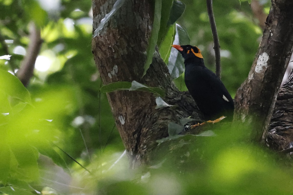 Индийская майна - ML645380487