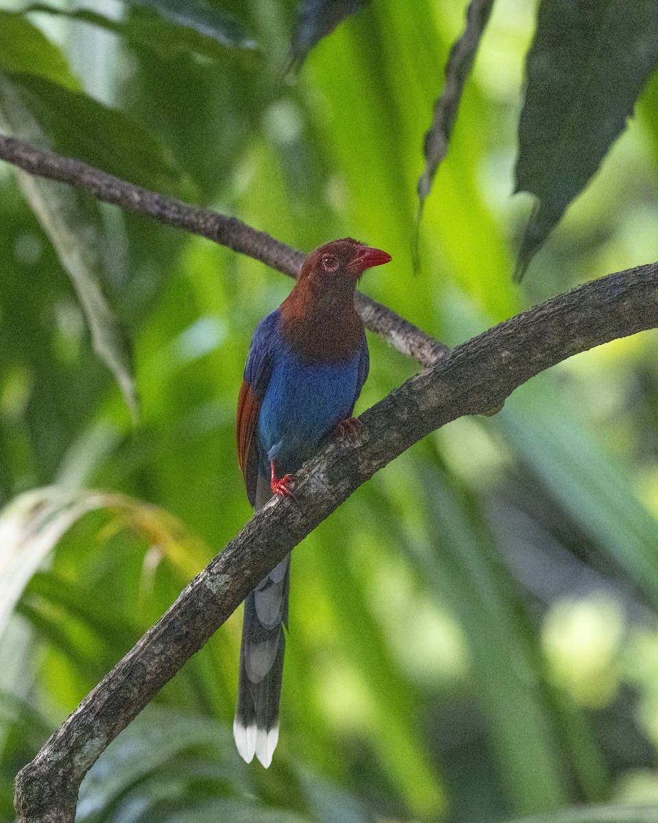 Sri Lanka Blue-Magpie - ML645380488