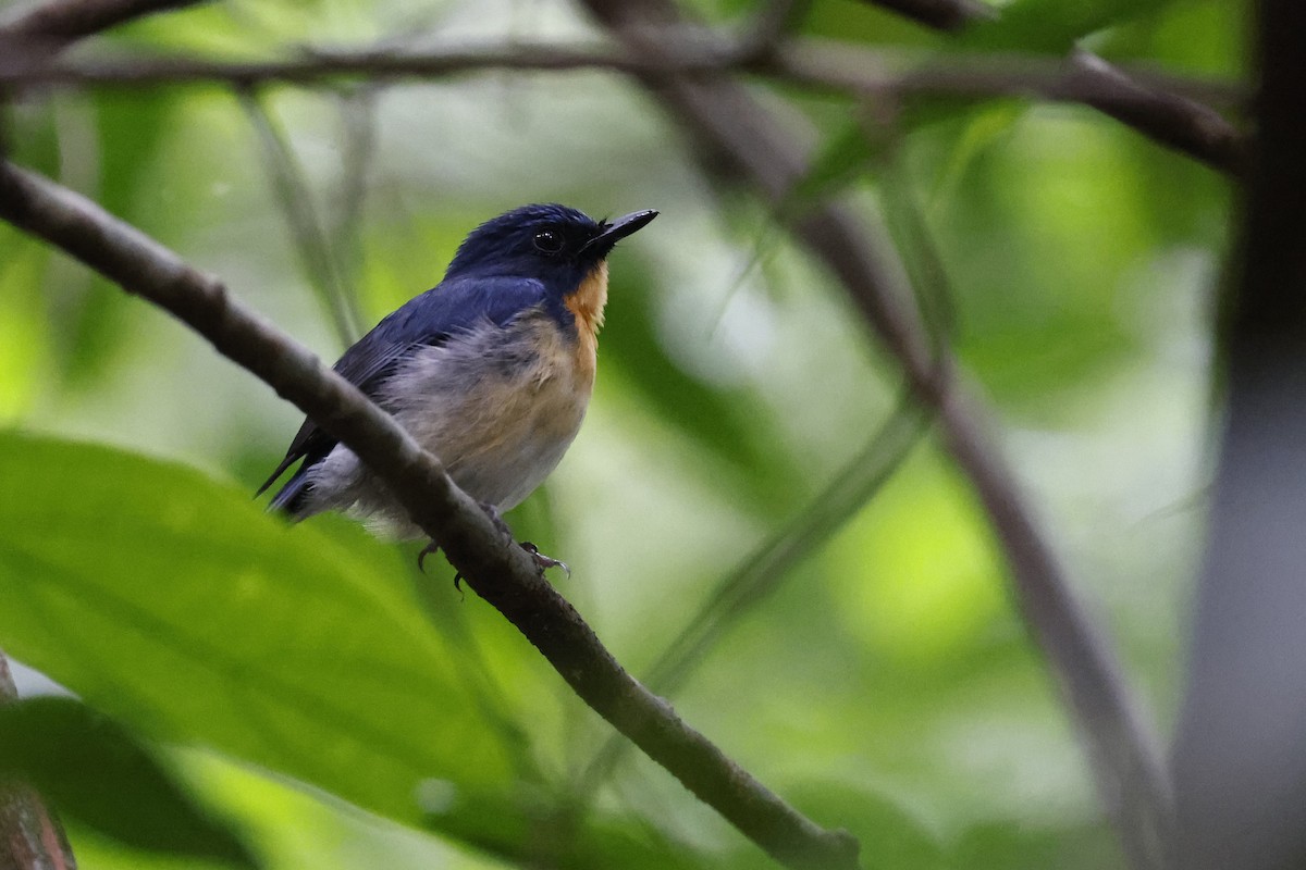 Tickell's Blue Flycatcher - ML645380490