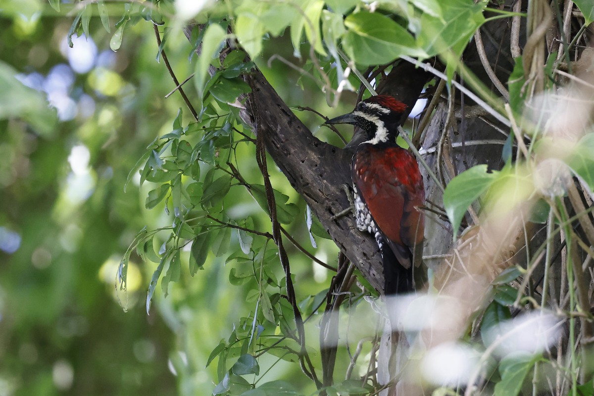Red-backed Flameback - ML645380496