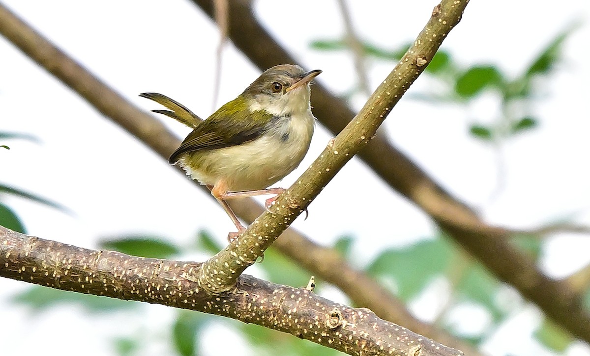 Common Tailorbird - ML645380497