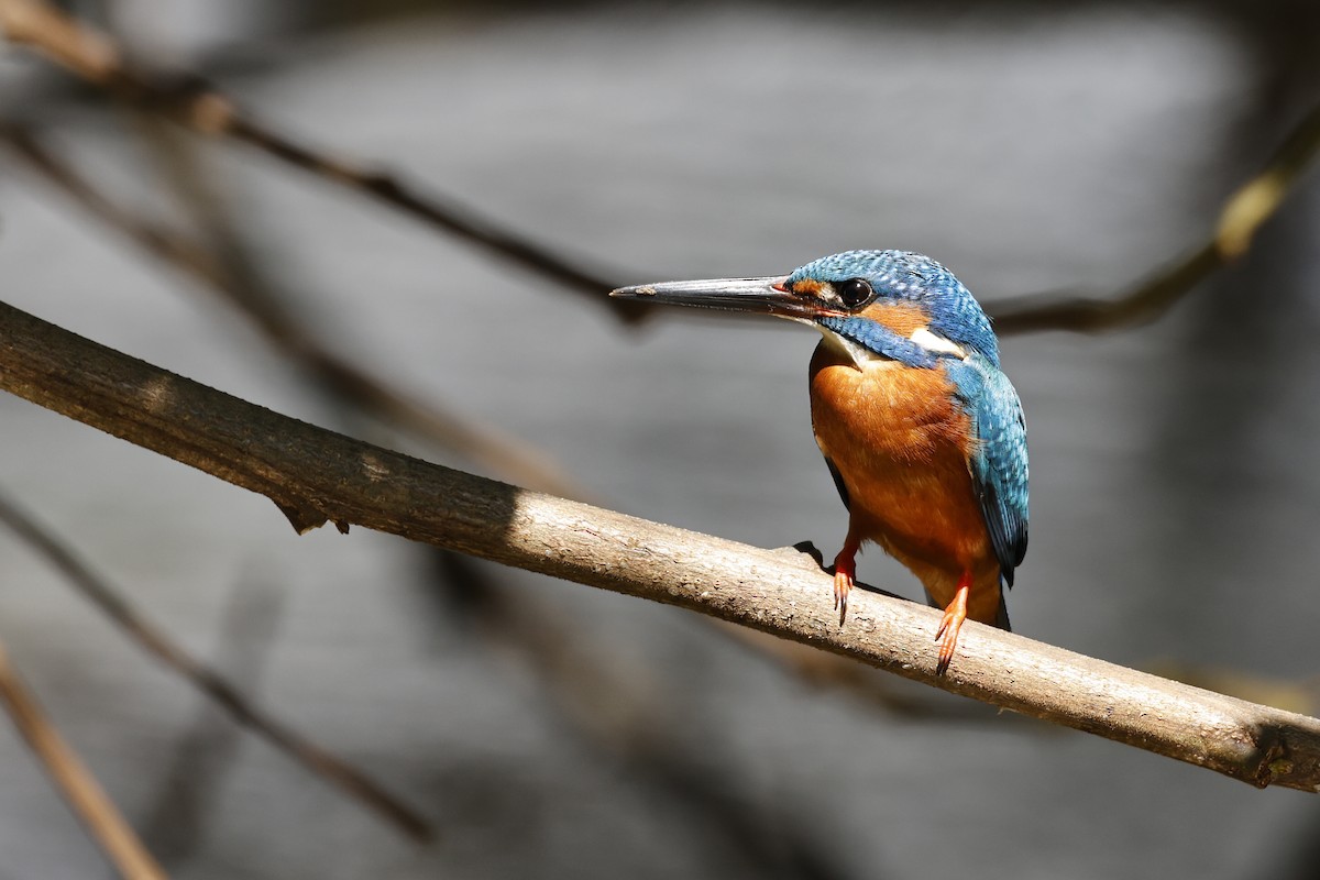 Common Kingfisher - ML645380504