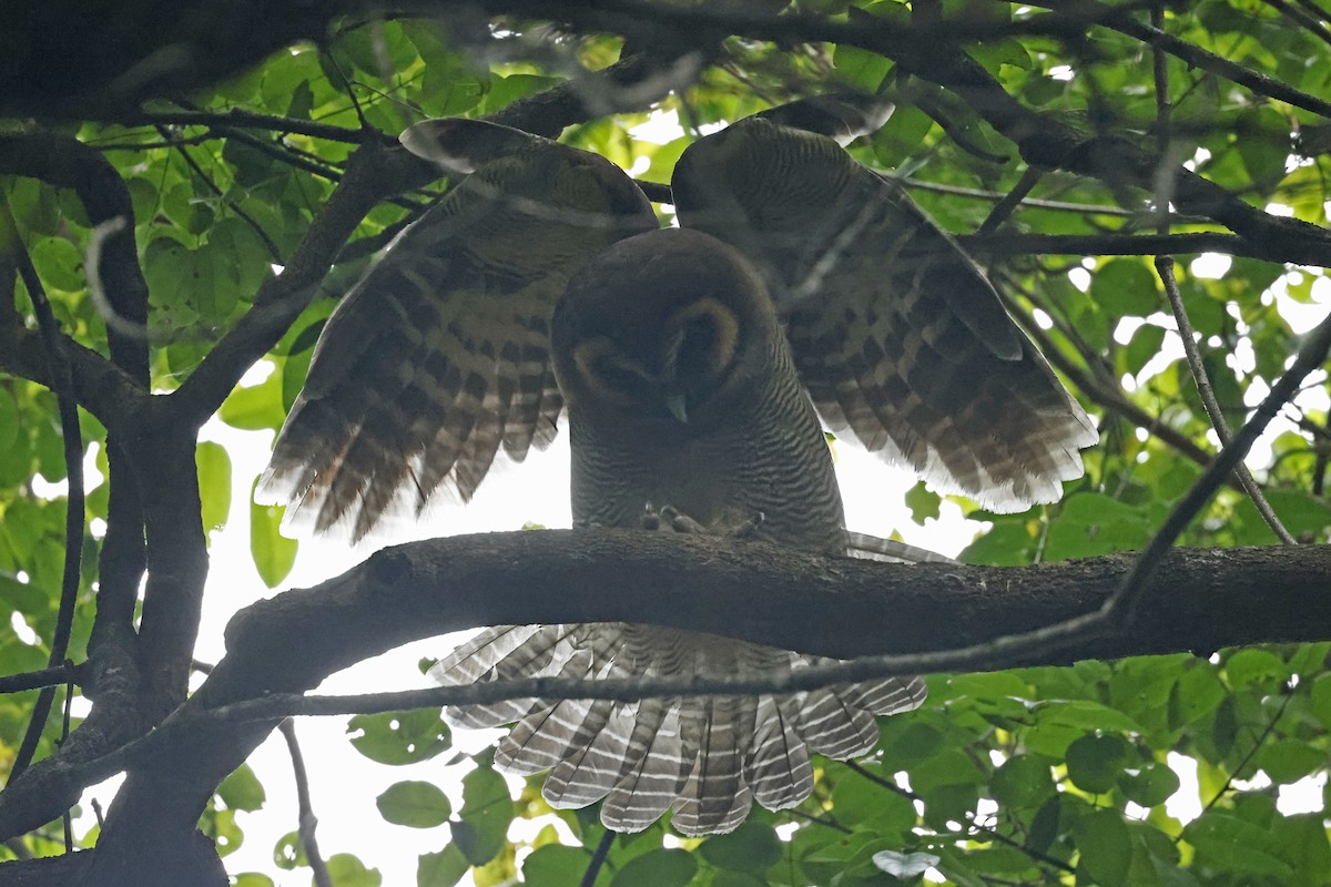 Brown Wood-Owl - ML645380506