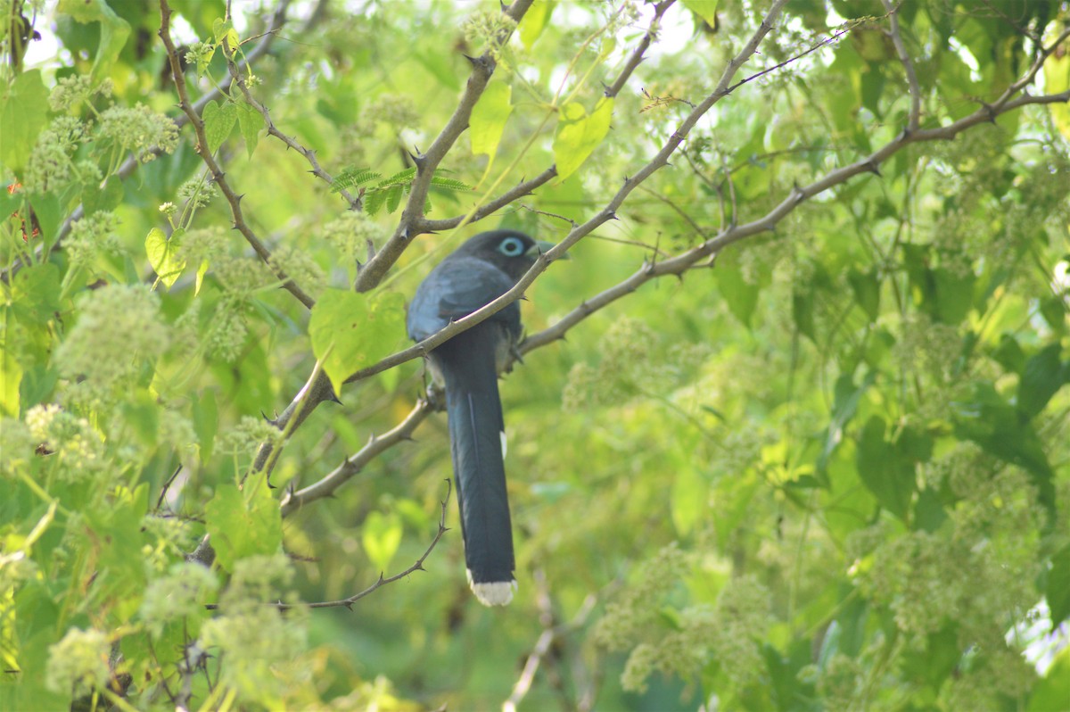 Blue-faced Malkoha - ML645380507