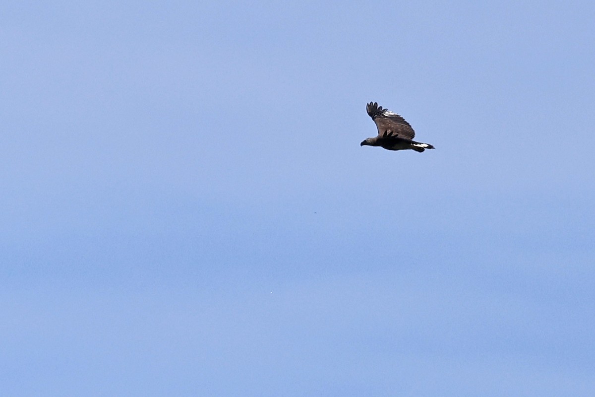 Gray-headed Fish-Eagle - ML645380509