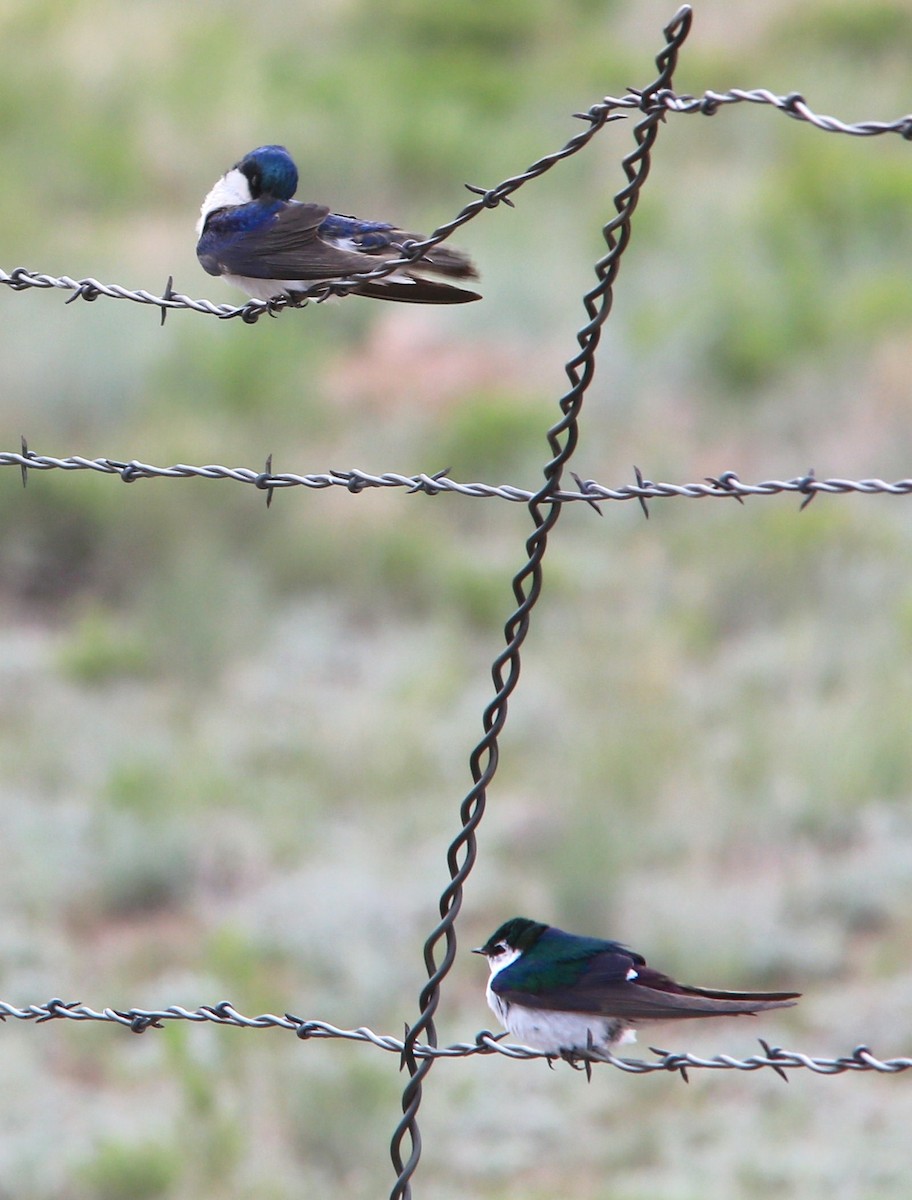 Violet-green Swallow - ML64538051