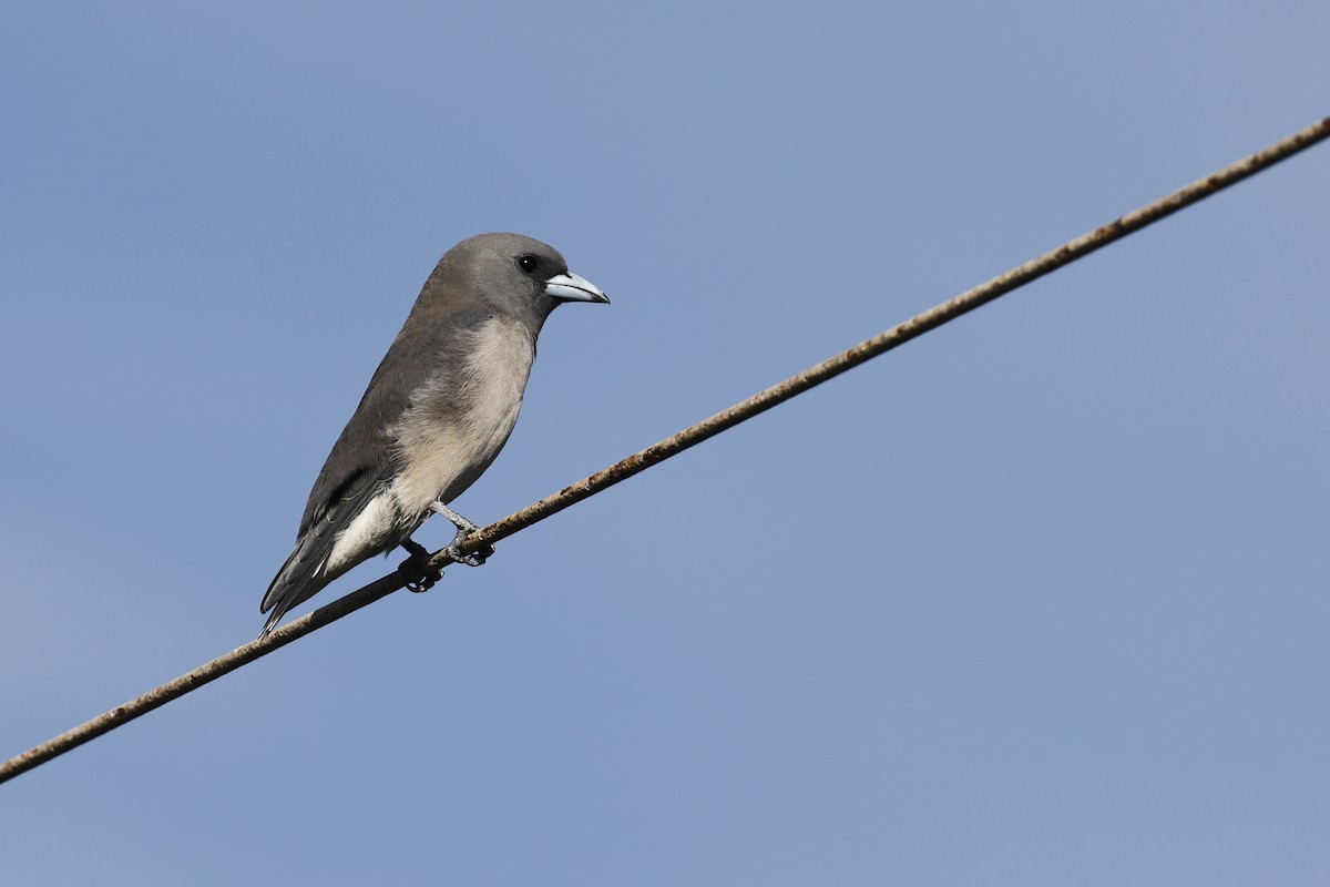 Ashy Woodswallow - ML645380519