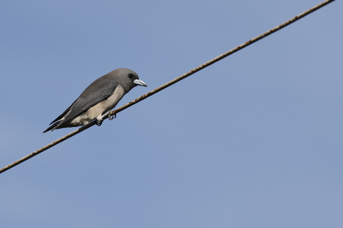 Ashy Woodswallow - ML645380520