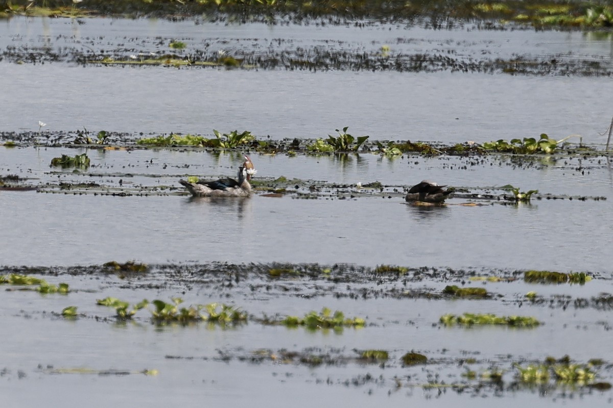 Coromandelgo antzaratxoa - ML645380532