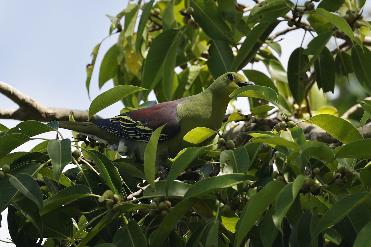 Sri Lanka Green-Pigeon - ML645380555