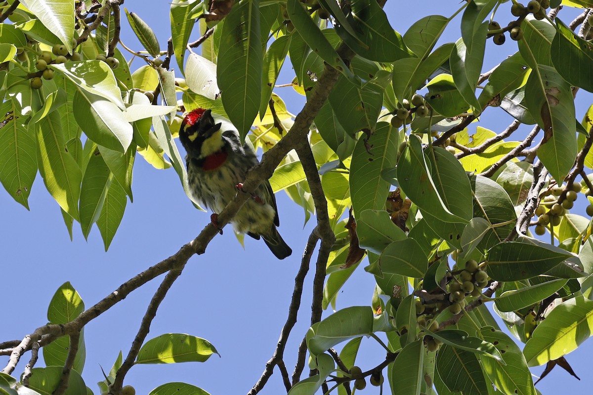 Coppersmith Barbet - ML645380574