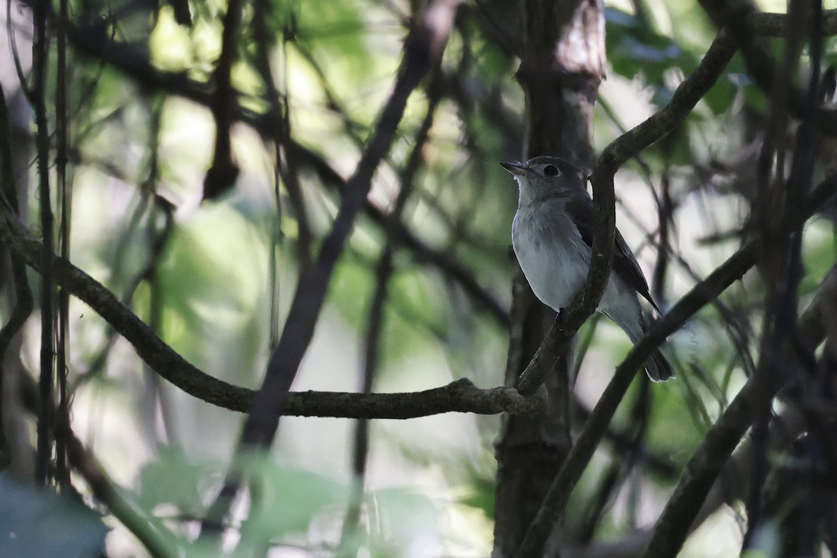 Asian Brown Flycatcher - ML645380591