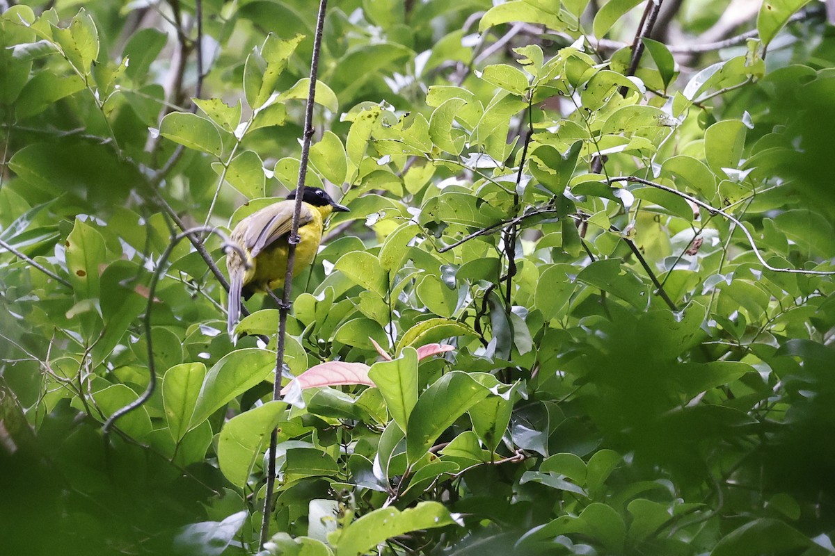 Black-capped Bulbul - ML645380599