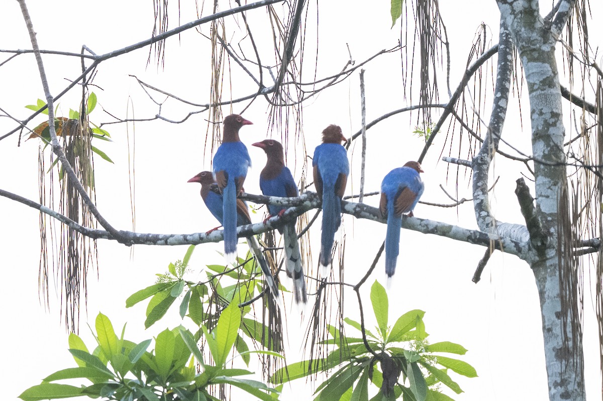 Sri Lanka Blue-Magpie - ML645380611