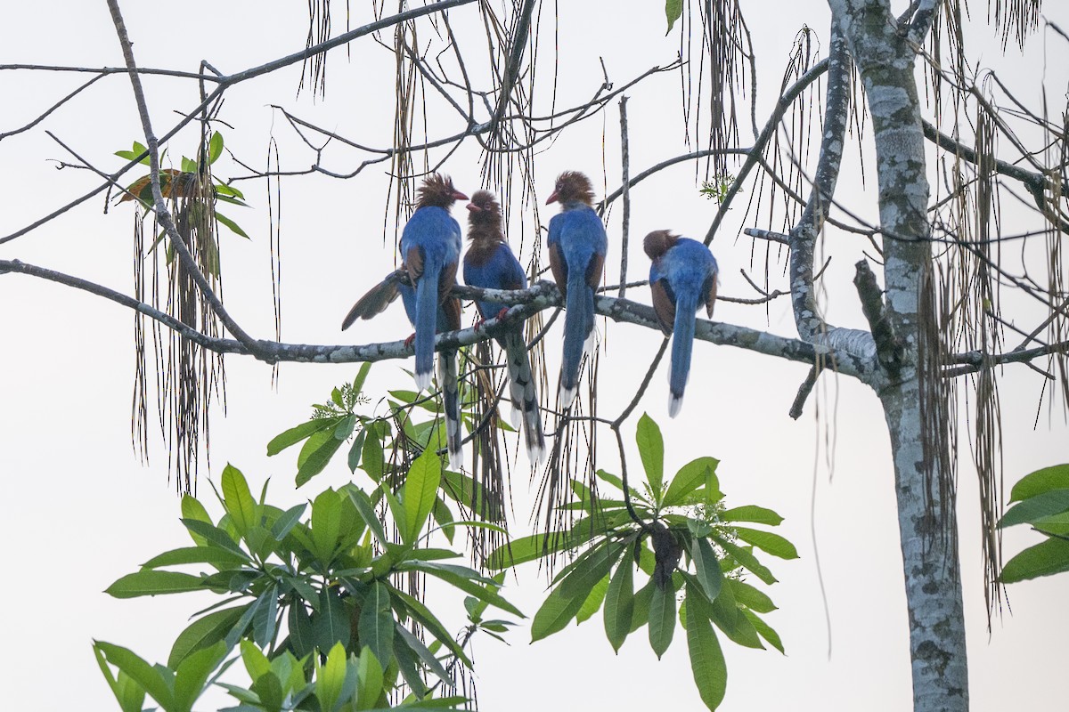 Sri Lanka Blue-Magpie - ML645380612