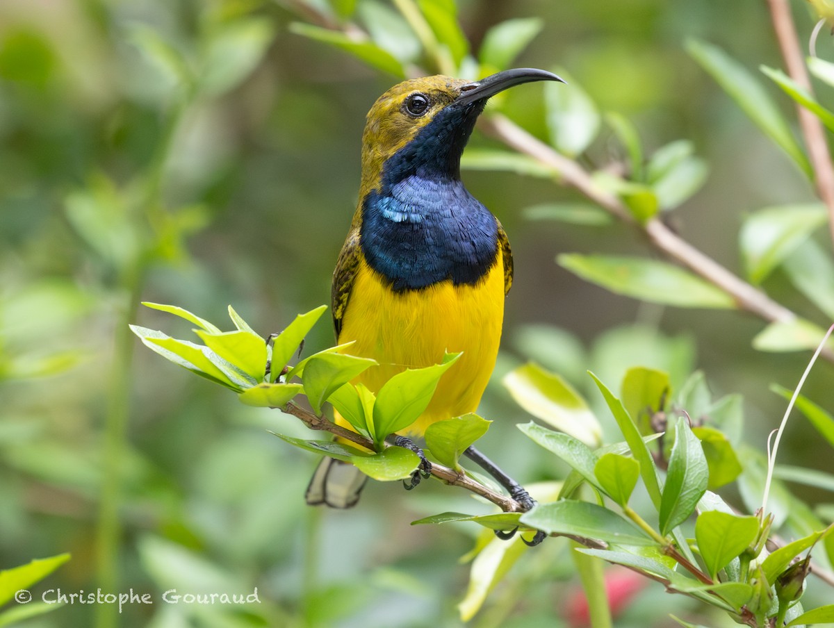 Sahul Sunbird - ML645380625