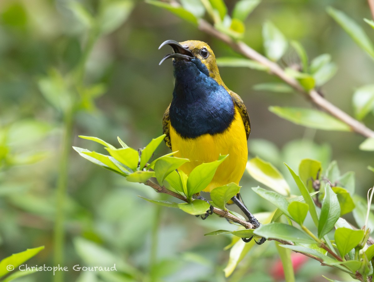 Sahul Sunbird - ML645380627