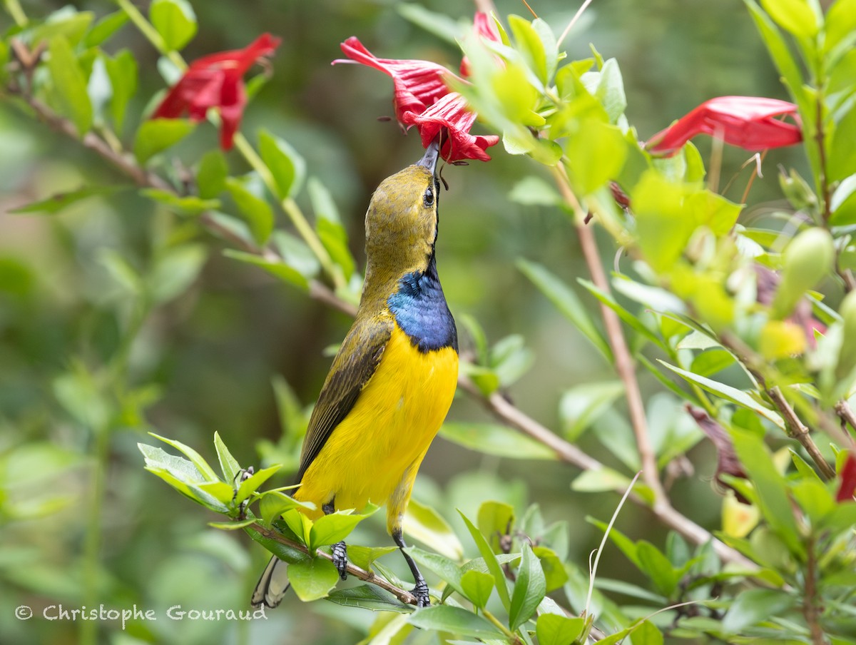 Sahul Sunbird - ML645380628